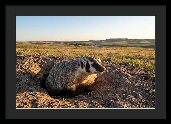 American Badger Emerging From Burrow