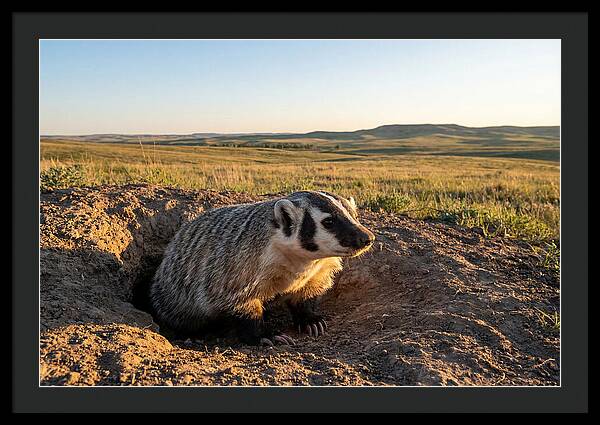 American Badger Emerging From Burrow
