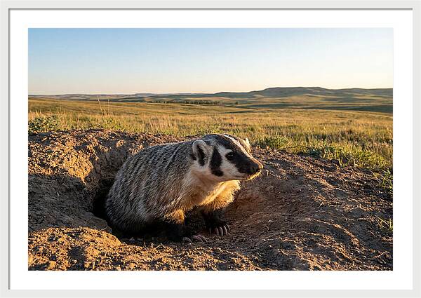 American Badger Emerging From Burrow