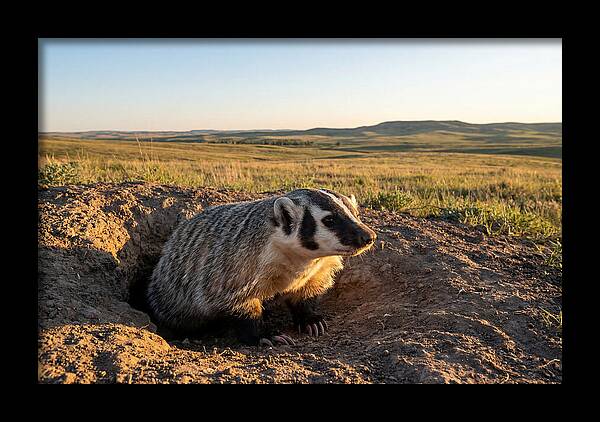 American Badger Emerging From Burrow
