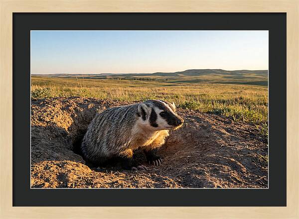 American Badger Emerging From Burrow