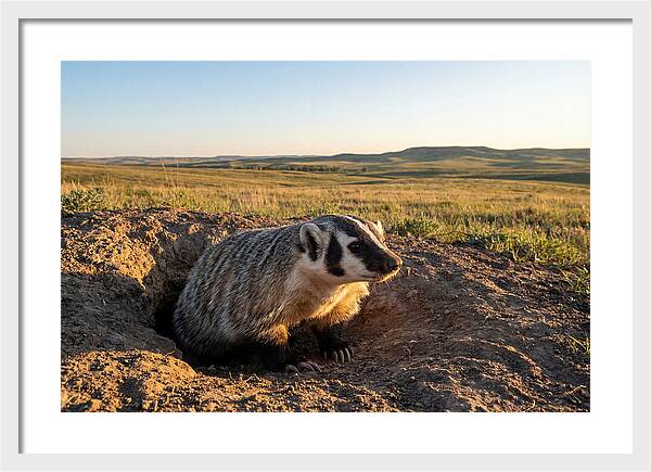 American Badger Emerging From Burrow