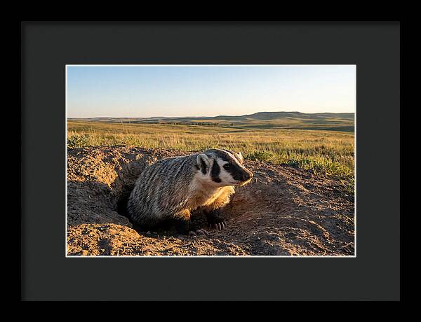 American Badger Emerging From Burrow