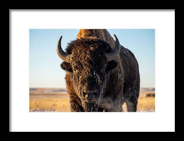American Bison Bull Close Up
