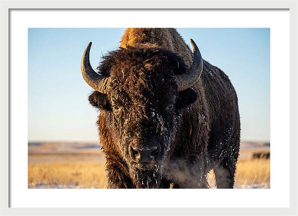 American Bison Bull Close Up