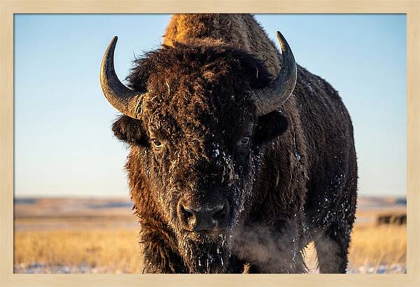 American Bison Bull Close Up