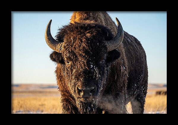 American Bison Bull Close Up