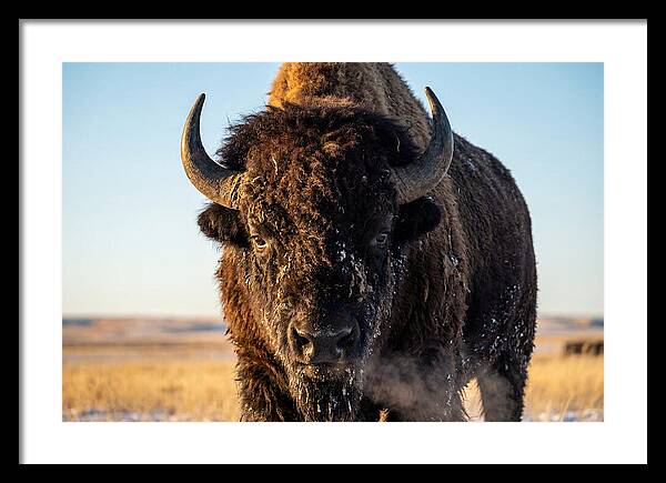 American Bison Bull Close Up