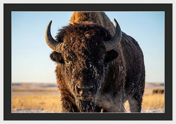 American Bison Bull Close Up