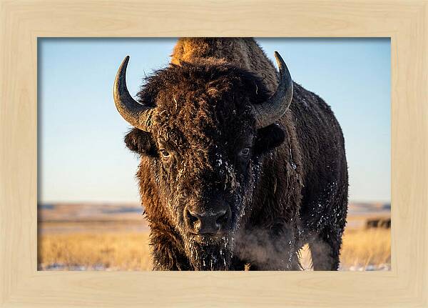 American Bison Bull Close Up