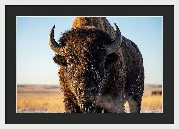 American Bison Bull Close Up