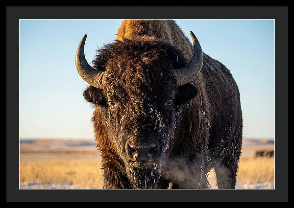 American Bison Bull Close Up