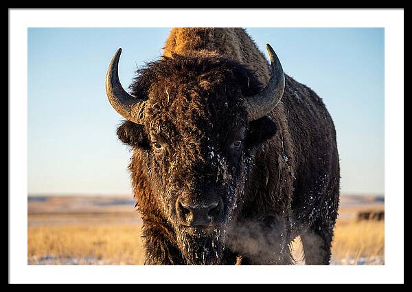 American Bison Bull Close Up