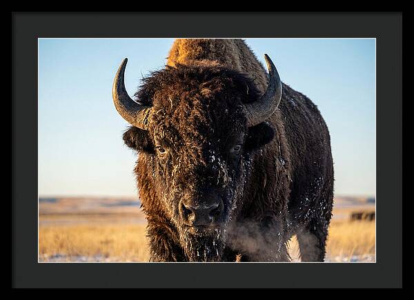 American Bison Bull Close Up