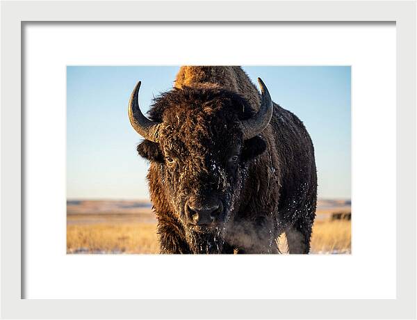 American Bison Bull Close Up