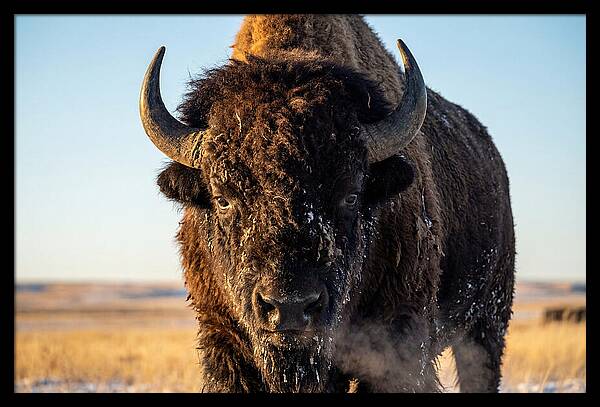 American Bison Bull Close Up