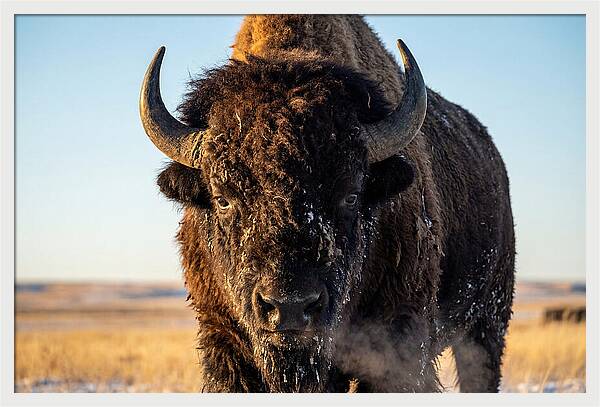 American Bison Bull Close Up
