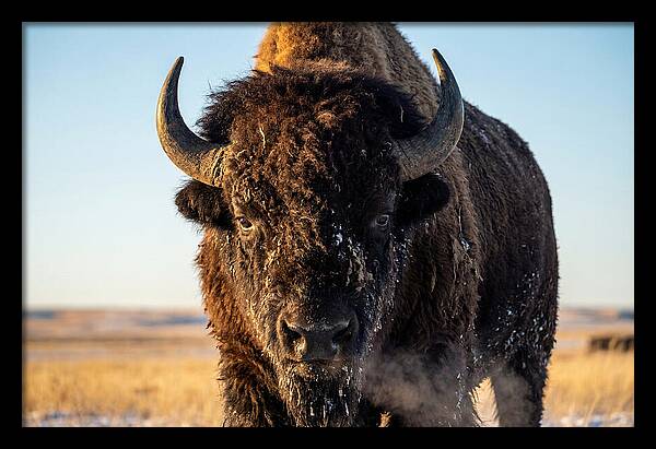American Bison Bull Close Up