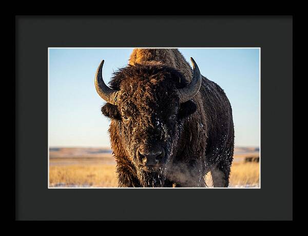 American Bison Bull Close Up