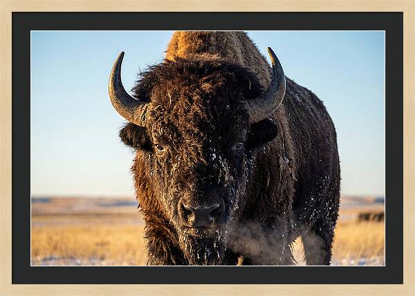 American Bison Bull Close Up