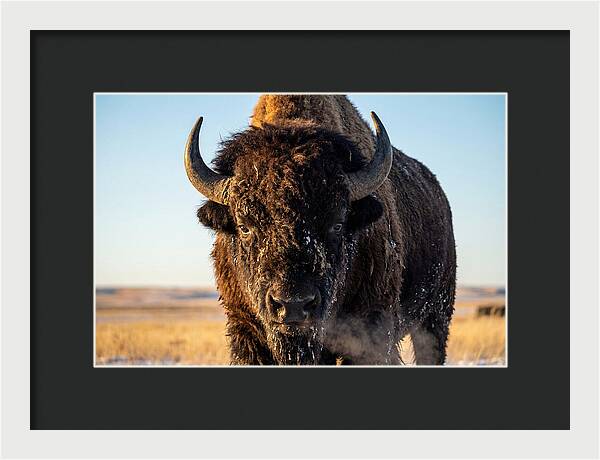 American Bison Bull Close Up