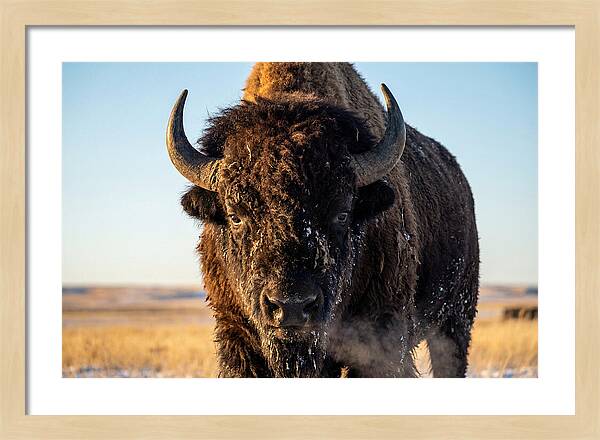 American Bison Bull Close Up