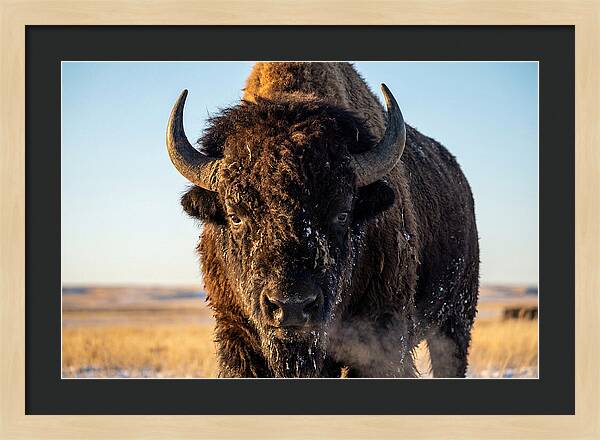 American Bison Bull Close Up