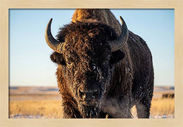 American Bison Bull Close Up