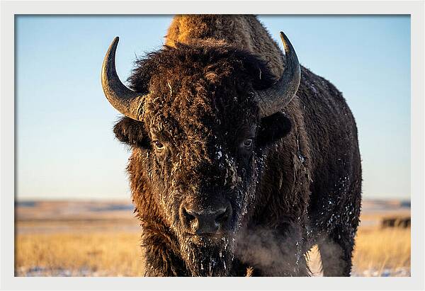 American Bison Bull Close Up