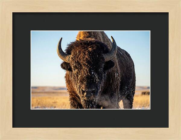 American Bison Bull Close Up