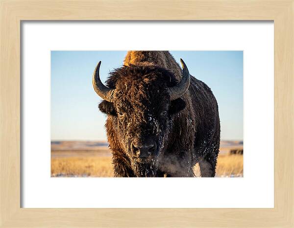 American Bison Bull Close Up