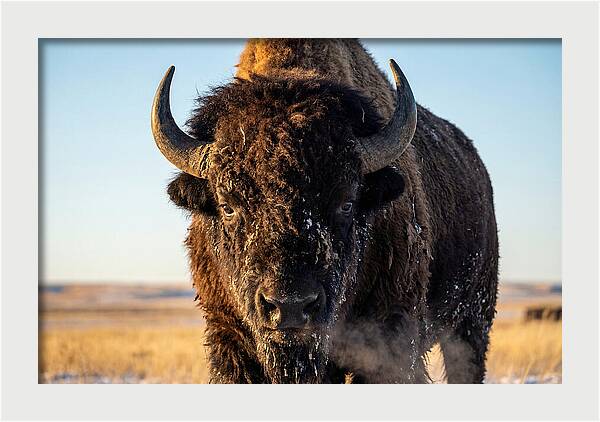 American Bison Bull Close Up