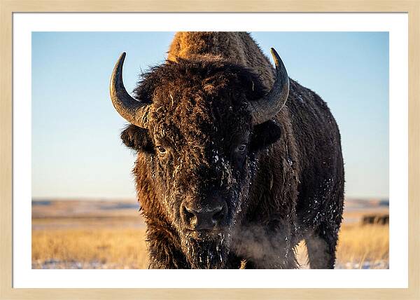 American Bison Bull Close Up