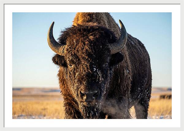 American Bison Bull Close Up