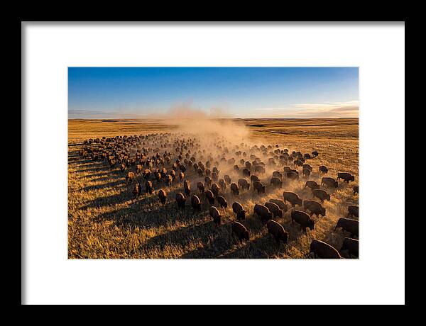 American Bison Herd On Prairie