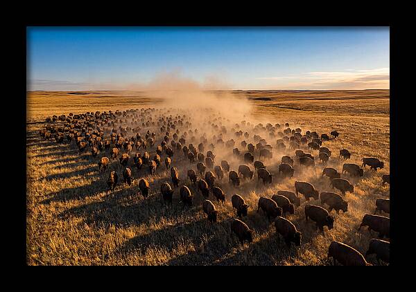 American Bison Herd On Prairie