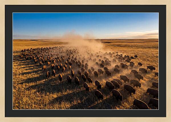 American Bison Herd On Prairie