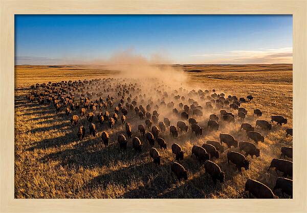 American Bison Herd On Prairie