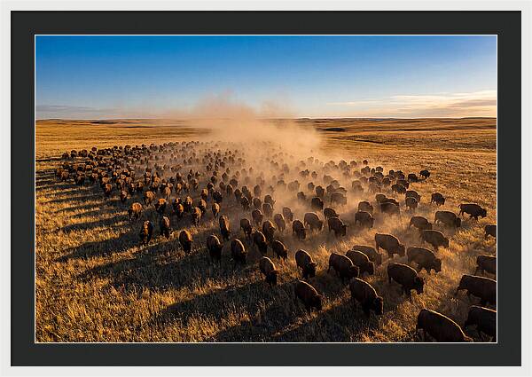 American Bison Herd On Prairie