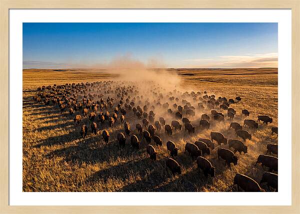 American Bison Herd On Prairie