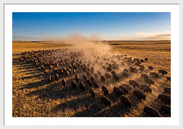 American Bison Herd On Prairie