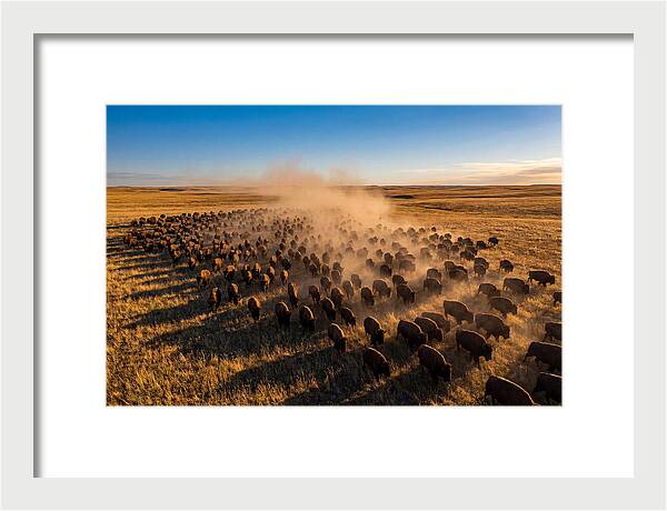American Bison Herd On Prairie