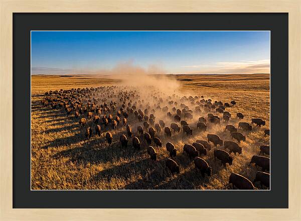 American Bison Herd On Prairie