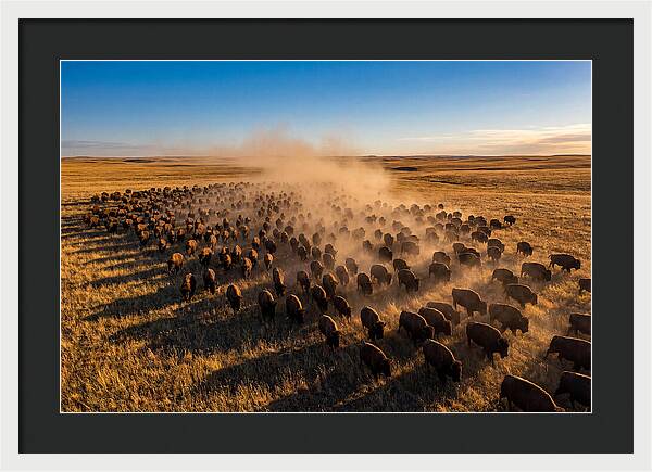 American Bison Herd On Prairie