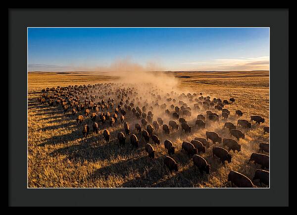American Bison Herd On Prairie