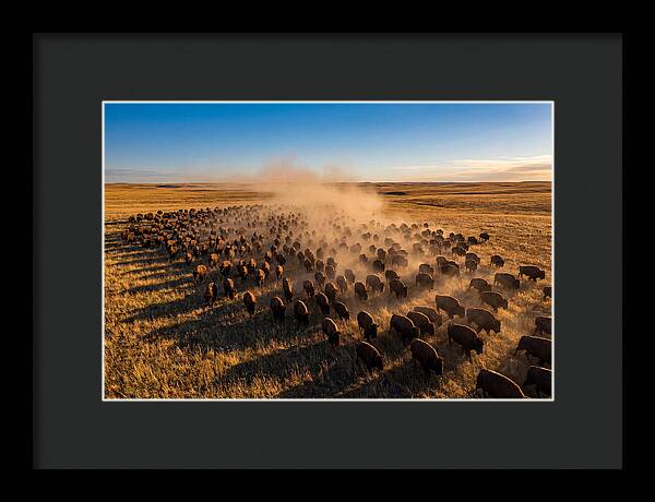 American Bison Herd On Prairie