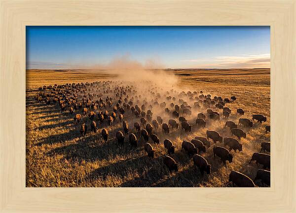 American Bison Herd On Prairie