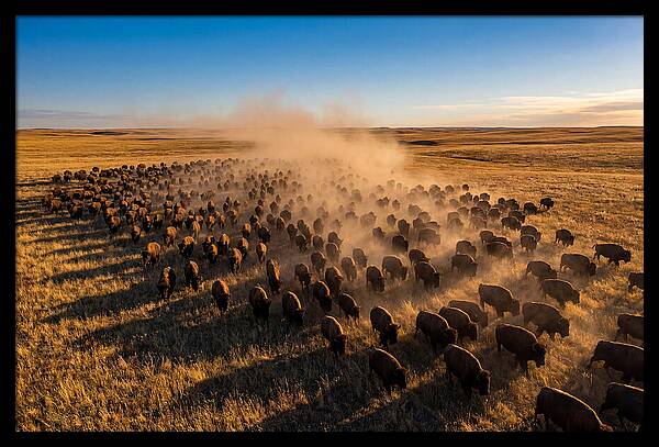 American Bison Herd On Prairie