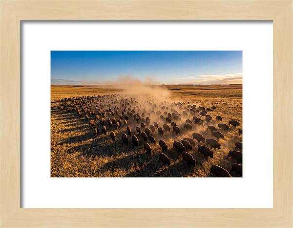 American Bison Herd On Prairie