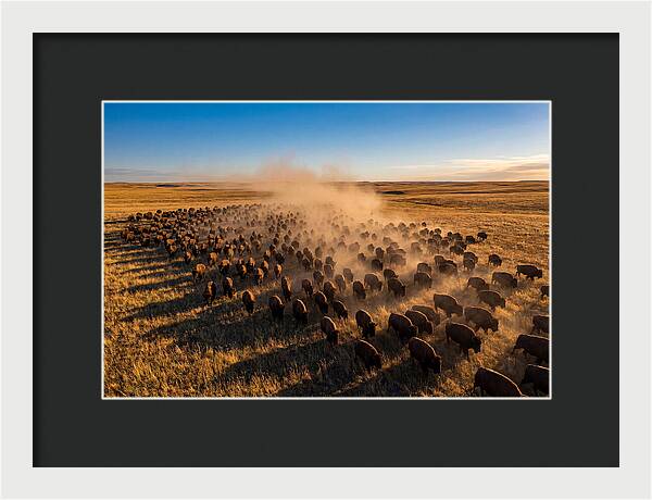 American Bison Herd On Prairie